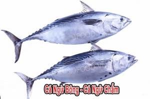 Cá Ngừ Bông Tươi - Cá Ngừ Chấm (Hoa)